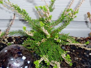 New growth on the heather. Yay!