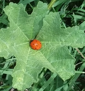 In my son's yard. Weeds have their place in nature. I'm looking forward to my own...ladybugs.
