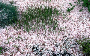 Spring popping out through the pink snow