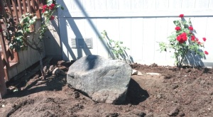 Dug out the Camellia bush and 4 sweet neighbor boys leveraged this boulder into it's spot. There were roses behind the Camellia! Very tenacious boys too.