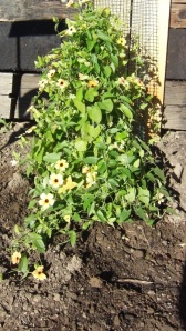 I didn't know Black Eyed Susan's could be a vine. They will need a trellis I think. 