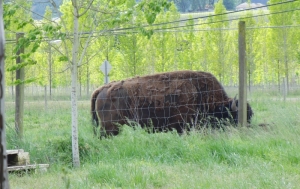bison close